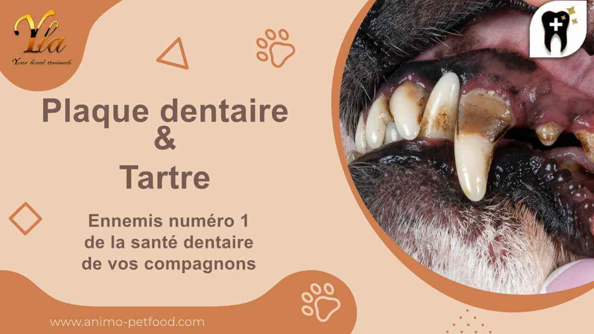 conseils-pour-prevenir-la-plaque-dentaire-et-le-tartre-chez-vos-chiens-et-chats